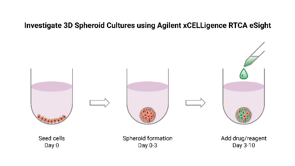 Spheroid culture cytotoxicity