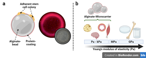 Although optimised protocols and culture media for lineage-specific 3D cultivation already exist, further developments in biomaterials and cell scaffolds are required. It is known that microcarriers can significantly increase the productivity of the bioprocess due to the higher surface to volume ratio alginate microcarriers for stem cells