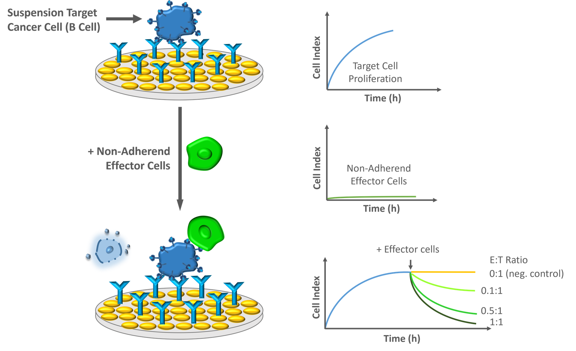Immune Cell Killing | Your Partner in Cell Research