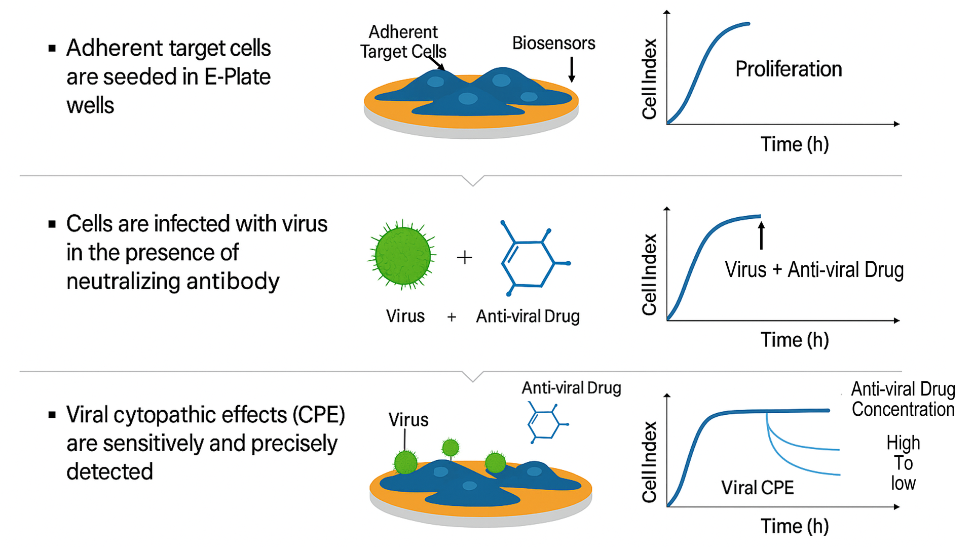 Viral Cytopathic Assay | Your Partner in Cell Research