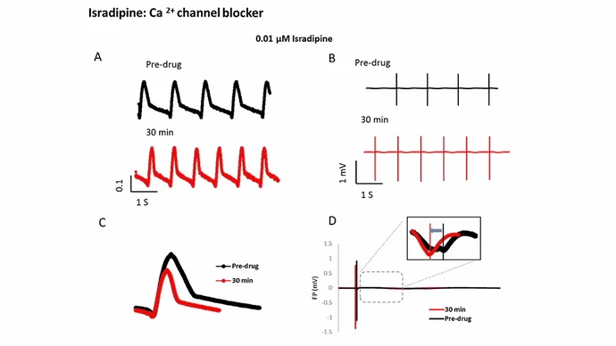 Impedanz- und Feldpotenzialkurven von iCell Kardiomyozyten vor und nach Behandlung mit Isradipin, einem Calciumkanalblocker