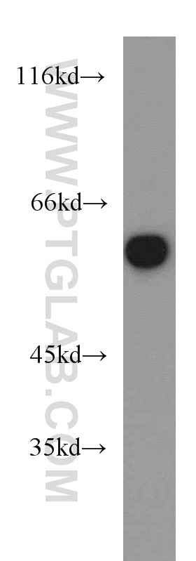 MAPK7 Polyclonal antibody