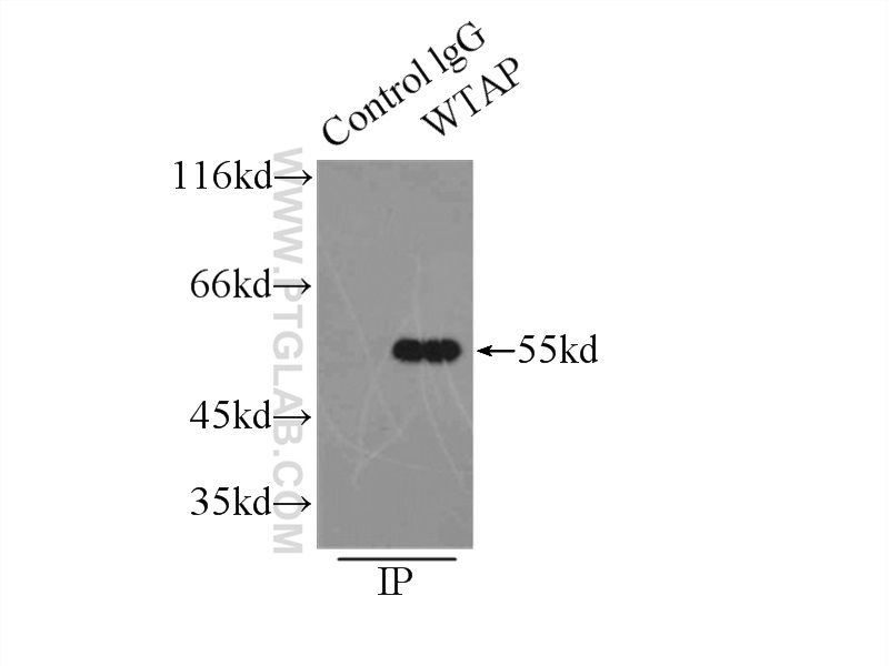 WTAP Polyclonal antibody