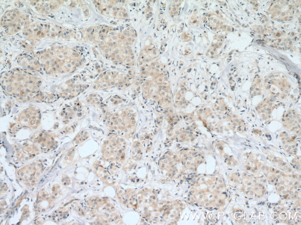 Cdc20 Polyclonal antibody