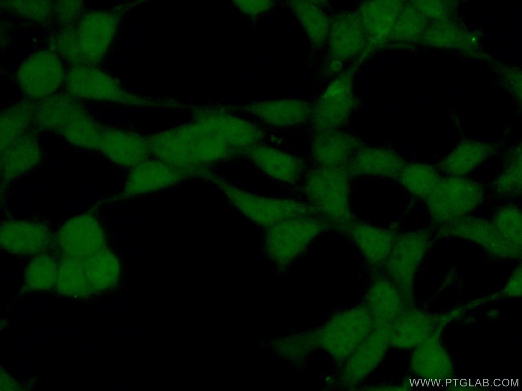PPP4C Polyclonal antibody
