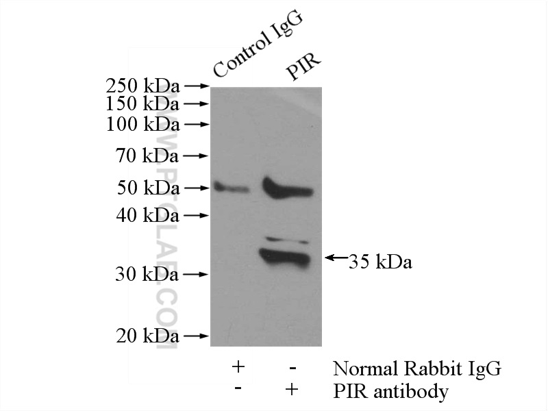 PIR Polyclonal antibody