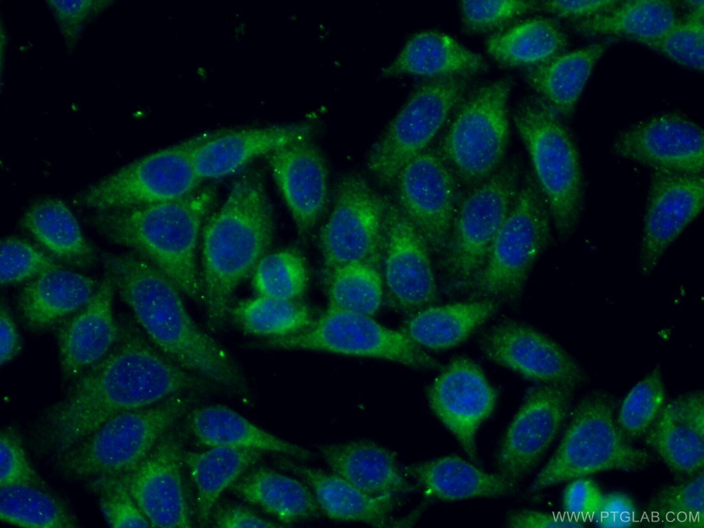 LGALS3BP Polyclonal antibody