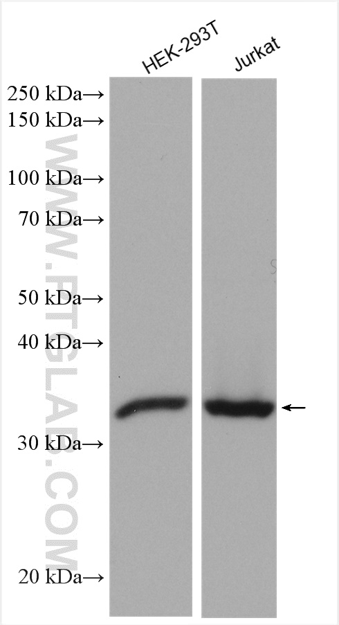 PSMG1 Polyclonal antibody