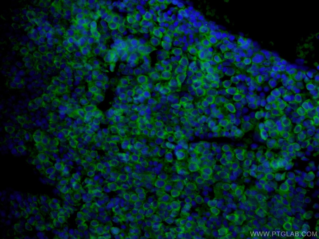 USP2 Polyclonal antibody