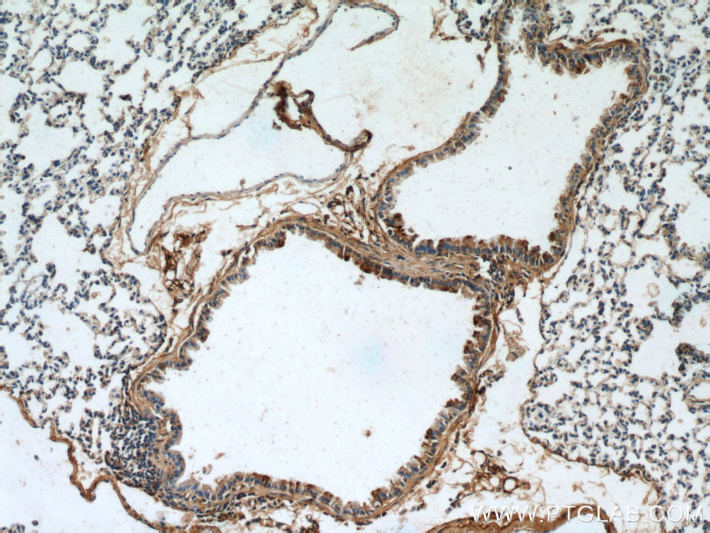 PLUNC Polyclonal antibody