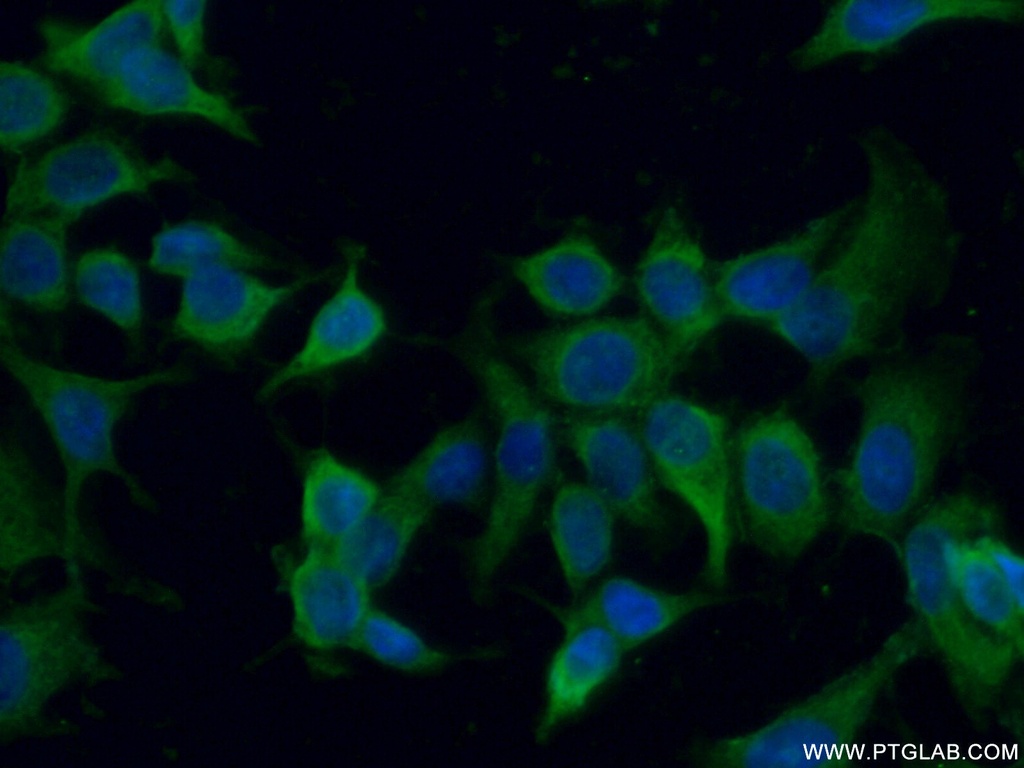 ENOX2 Polyclonal antibody