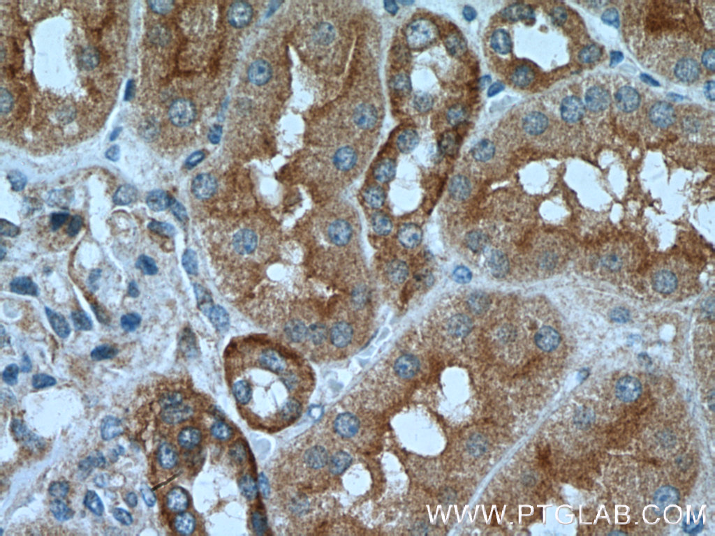 Caspase 2/p32/p18 Polyclonal antibody