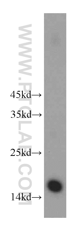 HIST3H2A Polyclonal antibody
