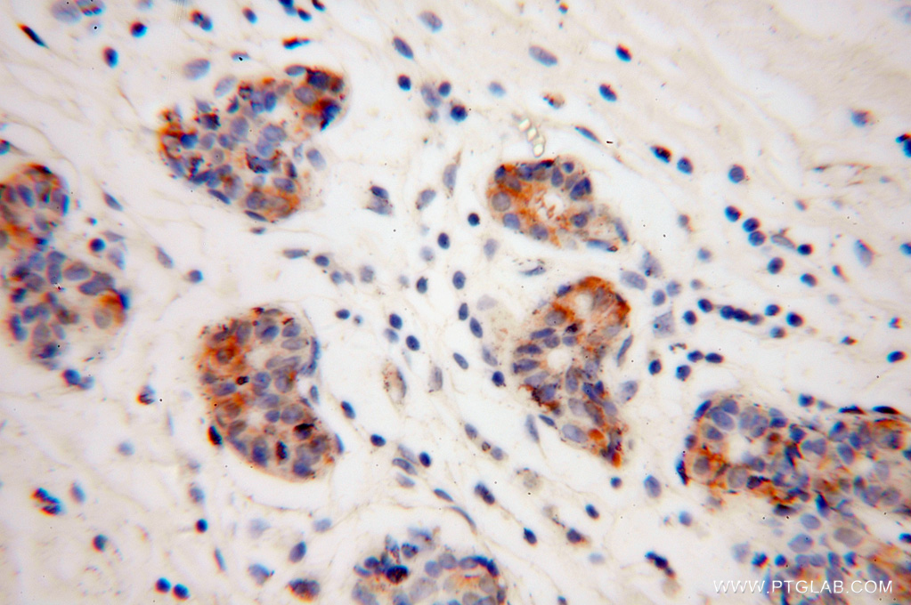 Connexin-32 Polyclonal antibody