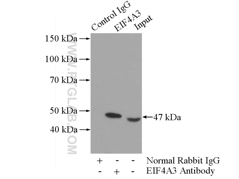 EIF4A3 Polyclonal antibody