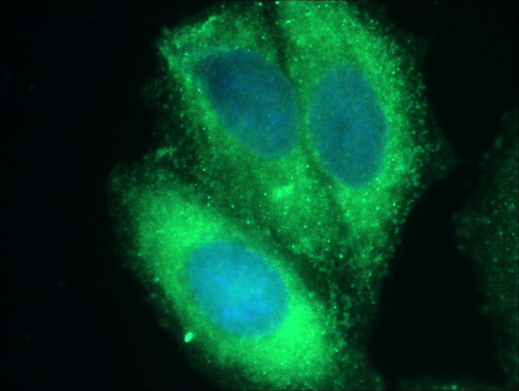 CXCL14 Polyclonal antibody