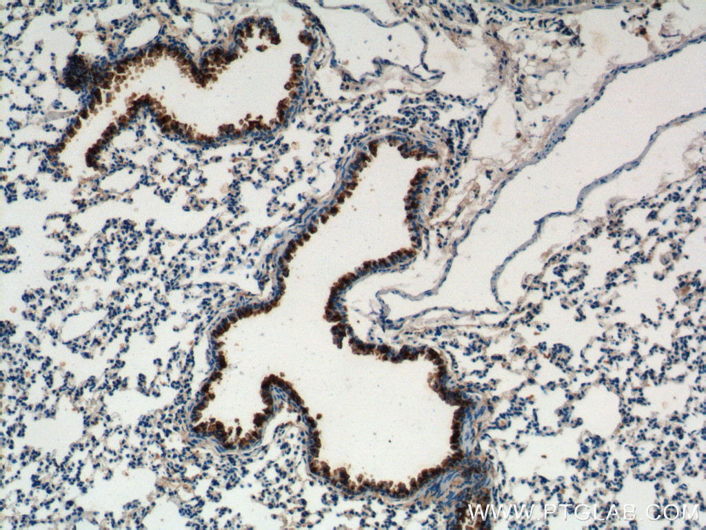 Uteroglobin/CC10 Polyclonal antibody