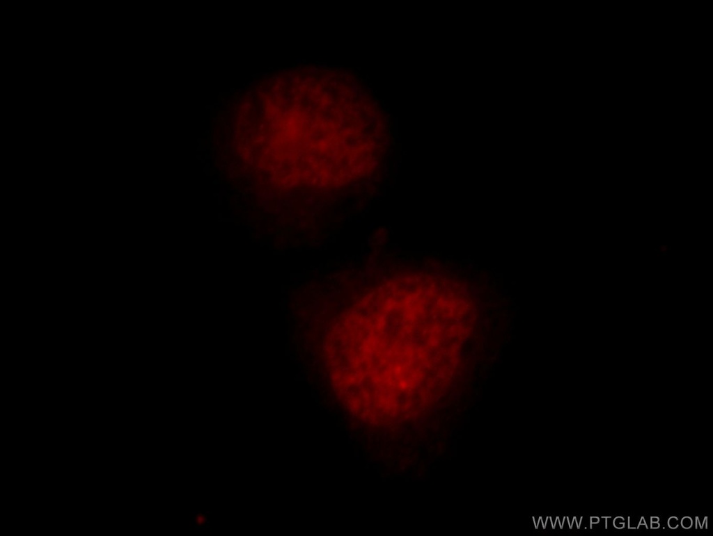 TCEB3 Polyclonal antibody