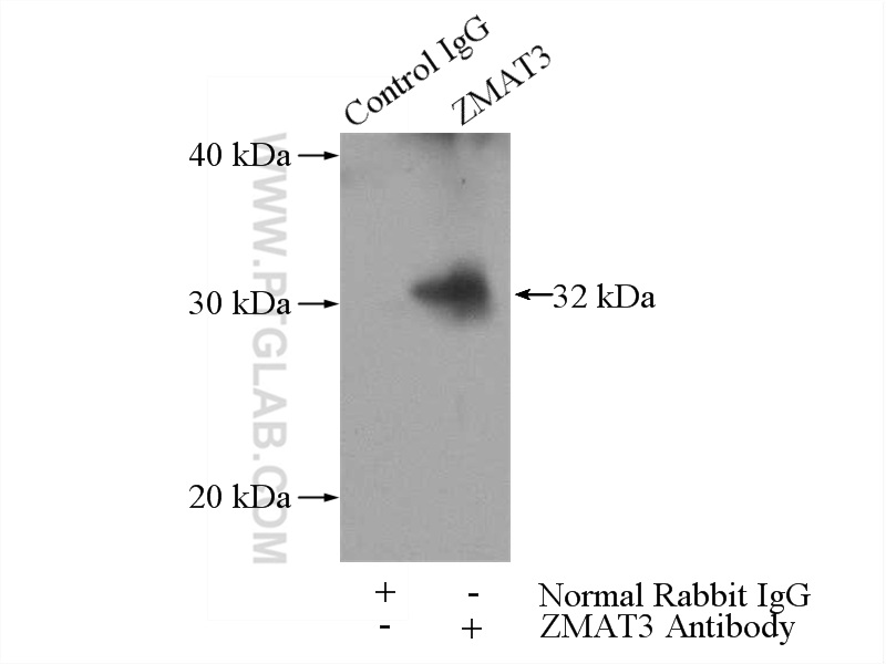 ZMAT3 Polyclonal antibody
