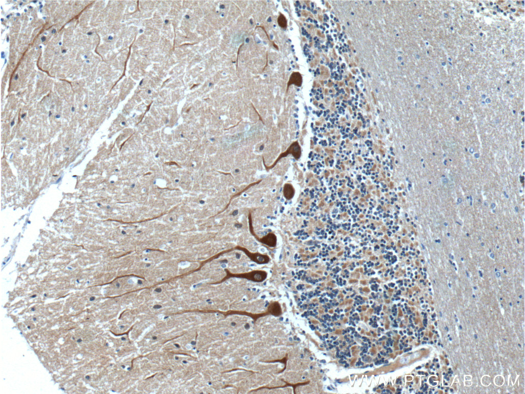 NCS1 Polyclonal antibody