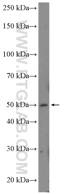 PLEKHB1 Polyclonal antibody
