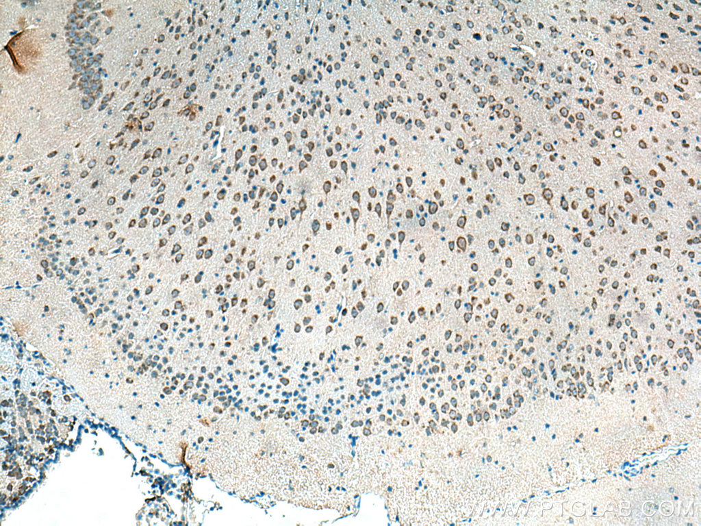 Alpha SNAP Polyclonal antibody