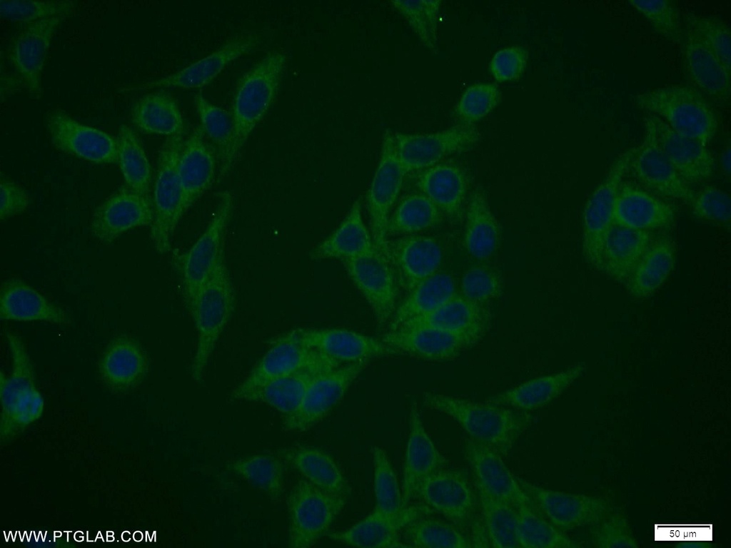 NIF3L1 Polyclonal antibody