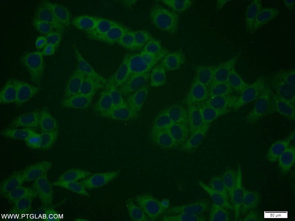 RANGRF Polyclonal antibody