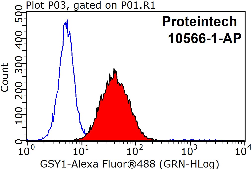 GYS1 Polyclonal antibody