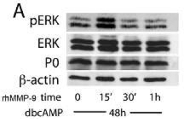 MPZ / P0 Polyclonal antibody