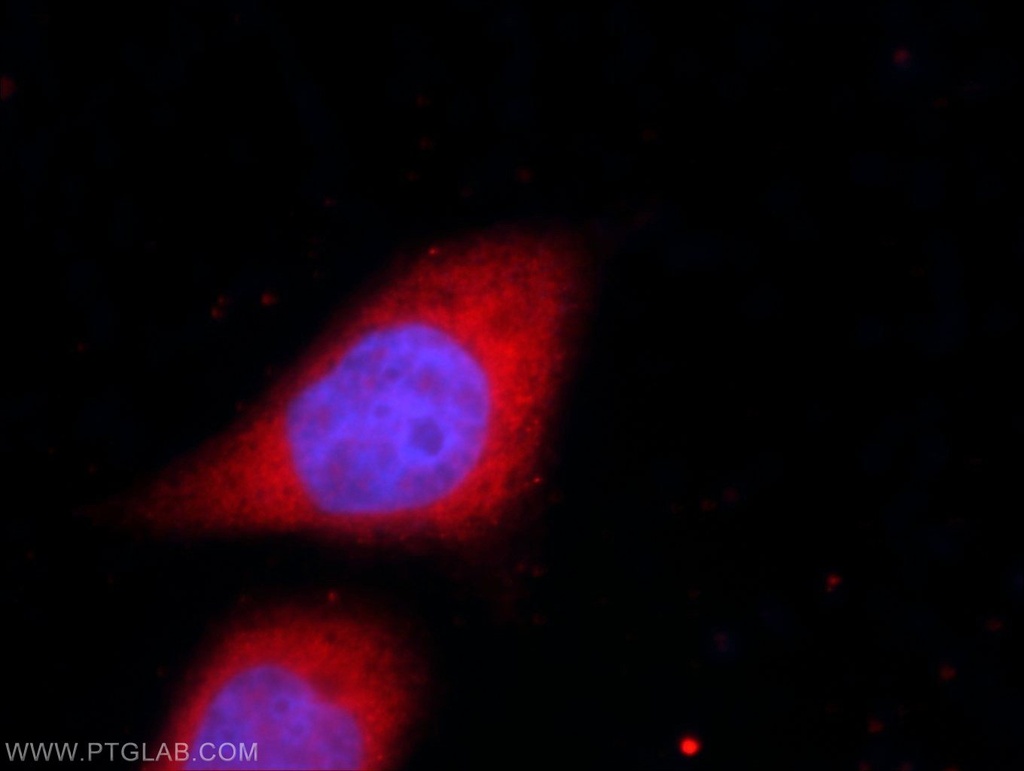 UFD1L Polyclonal antibody