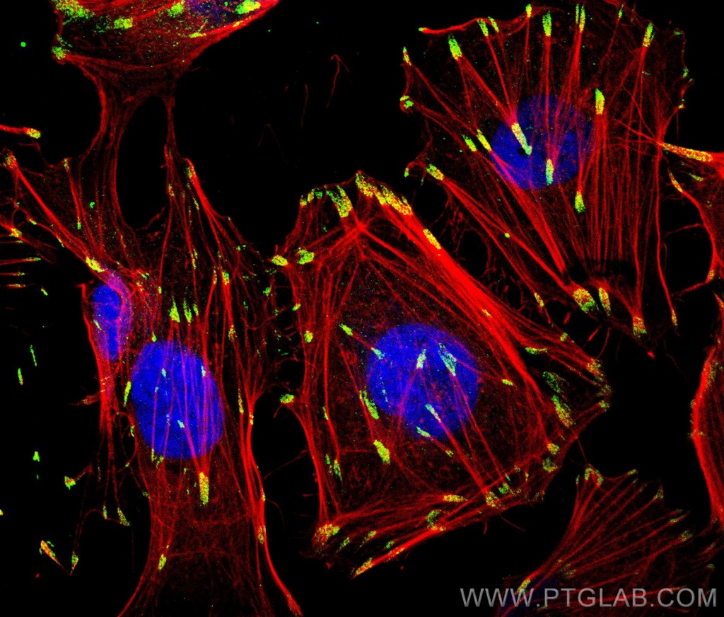 Paxillin Polyclonal antibody