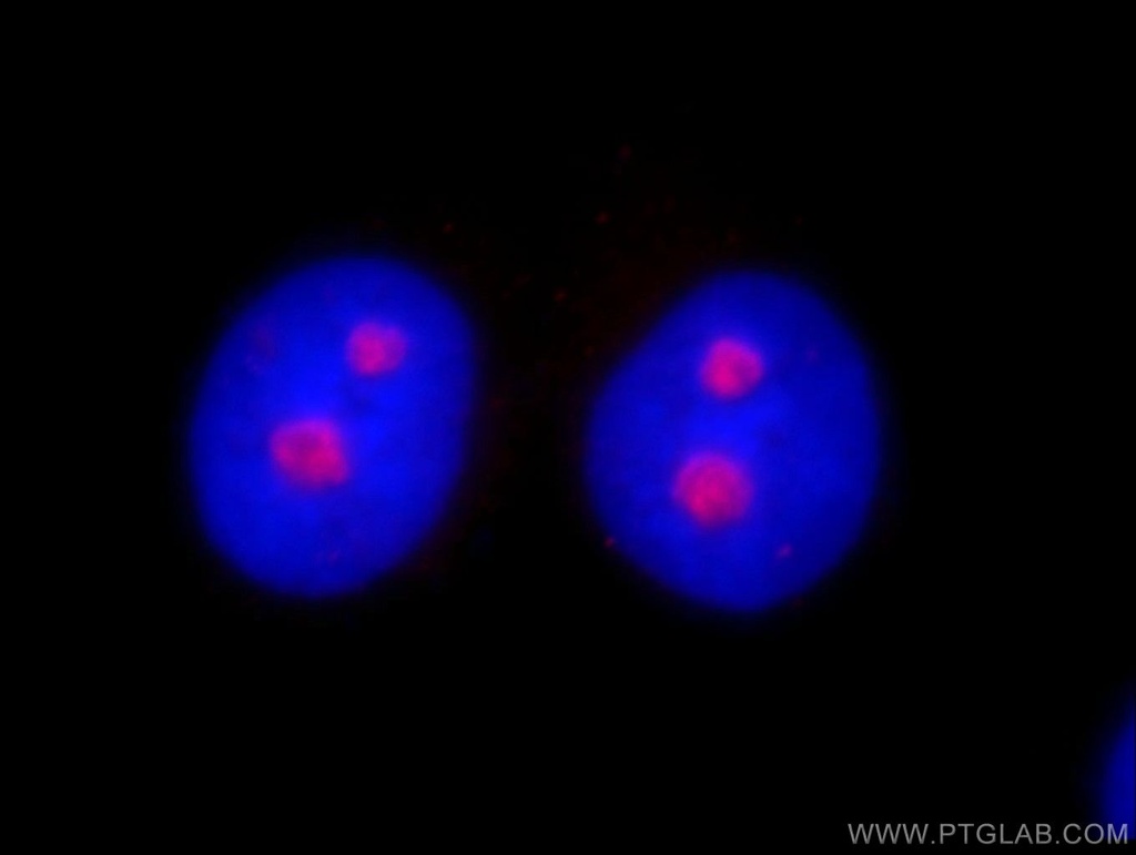 HINFP Polyclonal antibody