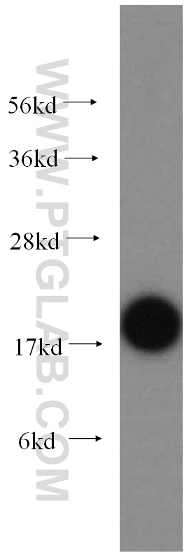 UBC9 Polyclonal antibody