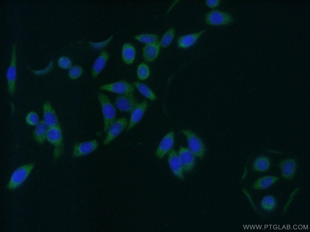 GAS7 Polyclonal antibody