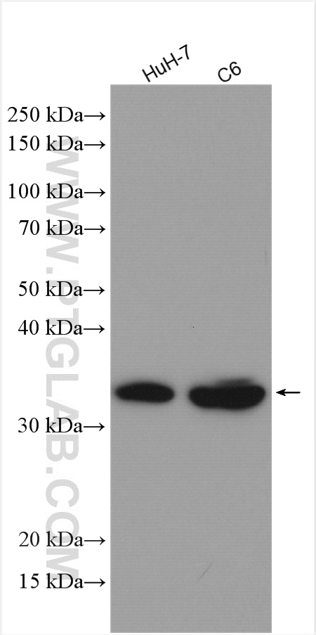 Annexin IV Polyclonal antibody