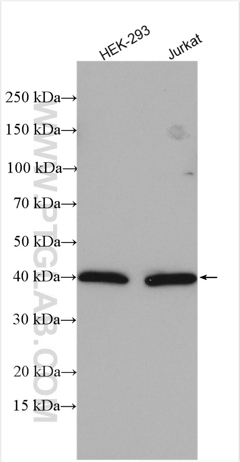 WDR77 Polyclonal antibody