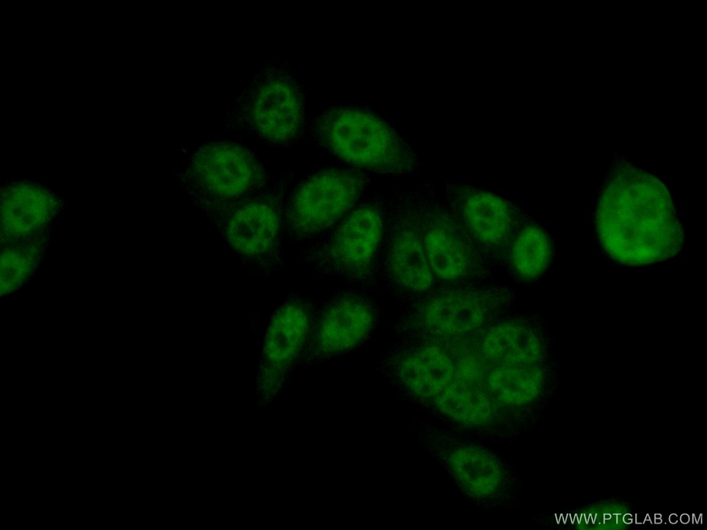 LSM8 Polyclonal antibody