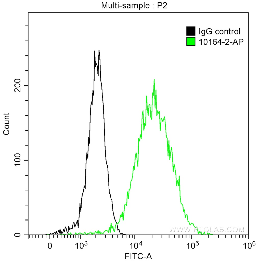 Cytokeratin 13 Polyclonal antibody