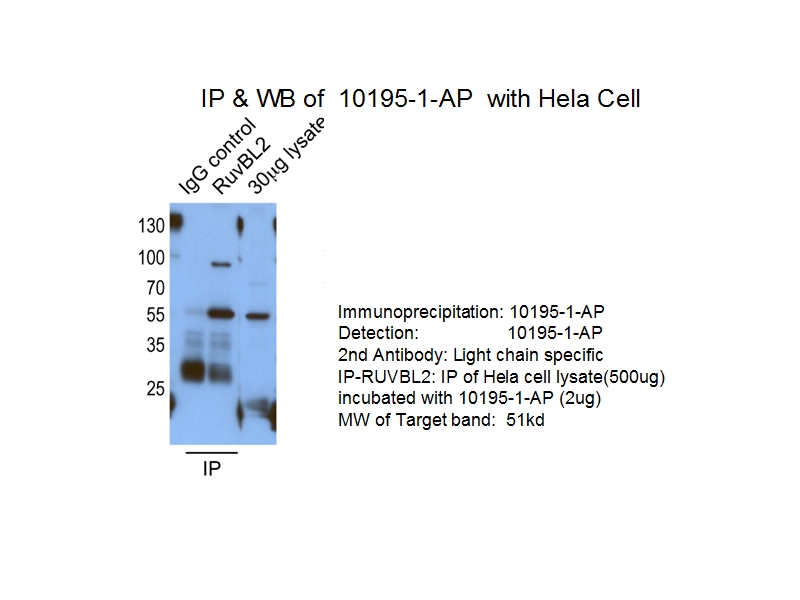 RUVBL2 Polyclonal antibody