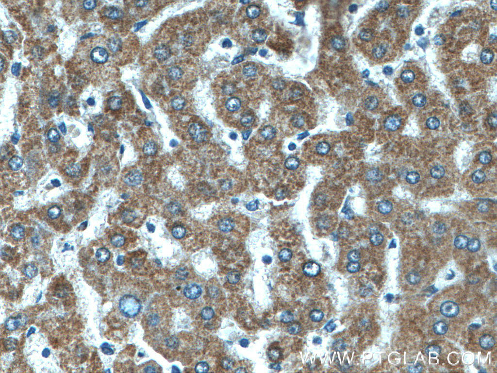 CYC1 Polyclonal antibody