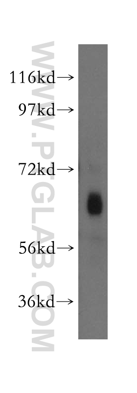 TH1L Polyclonal antibody