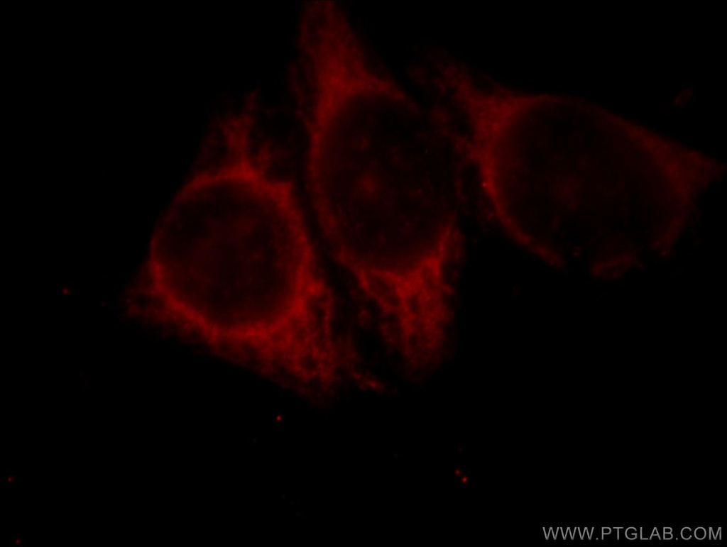 GLRX3 Polyclonal antibody