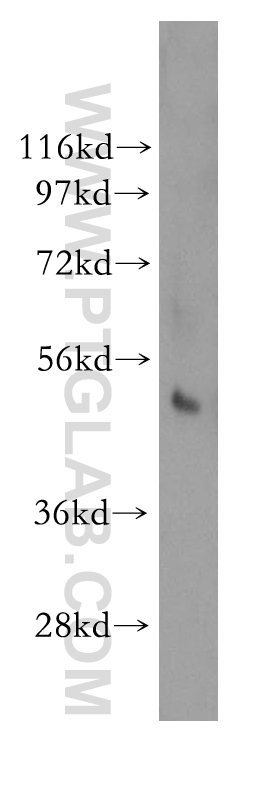 NFKBIE Polyclonal antibody
