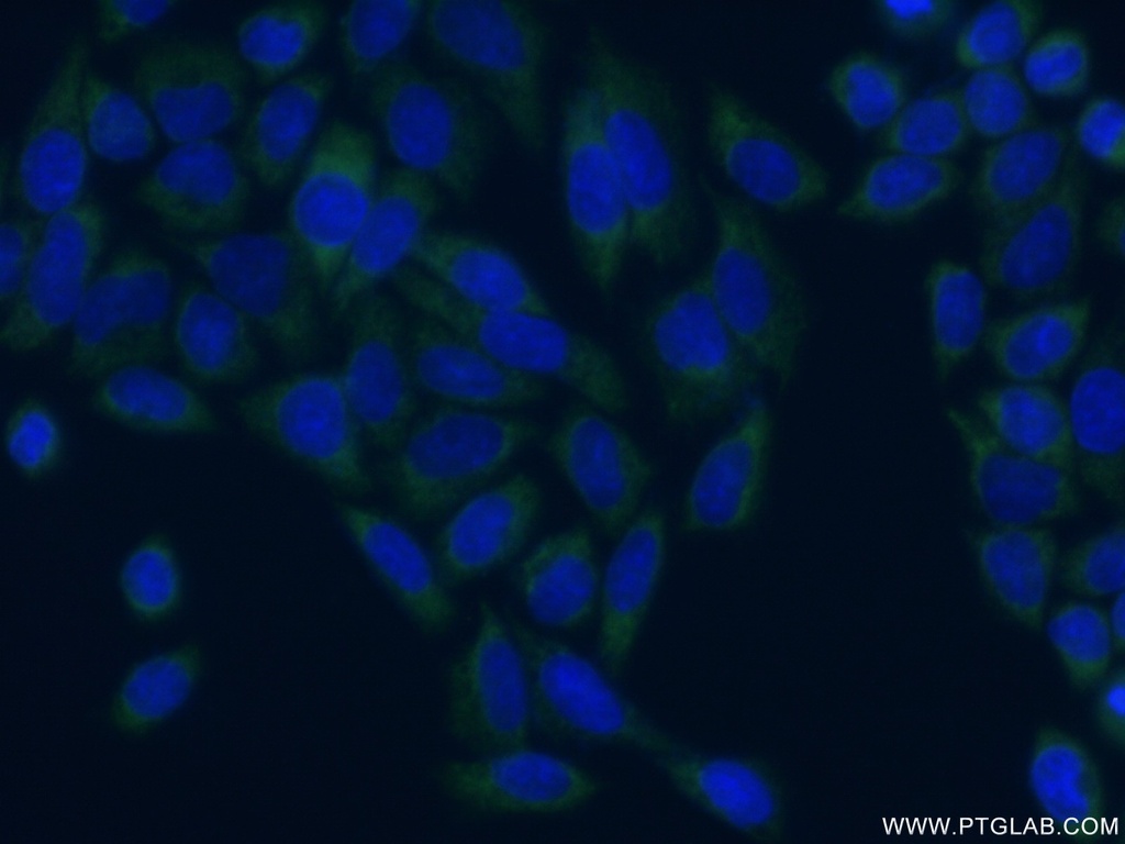 EIF4G3 Polyclonal antibody