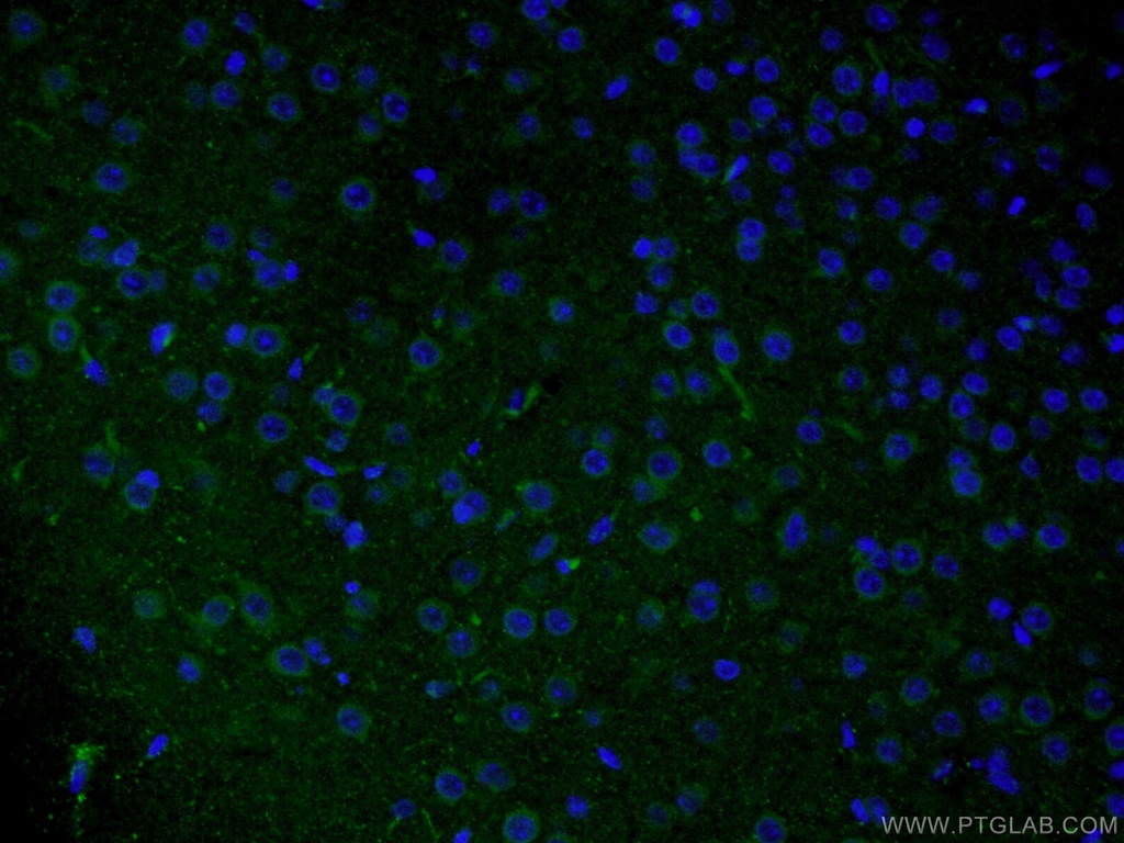 Rab18 Polyclonal antibody