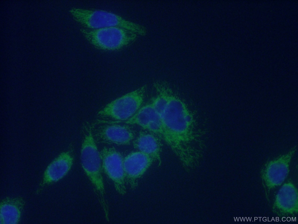 ECHS1 Polyclonal antibody