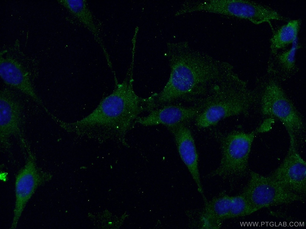 Beclin 1 Polyclonal antibody