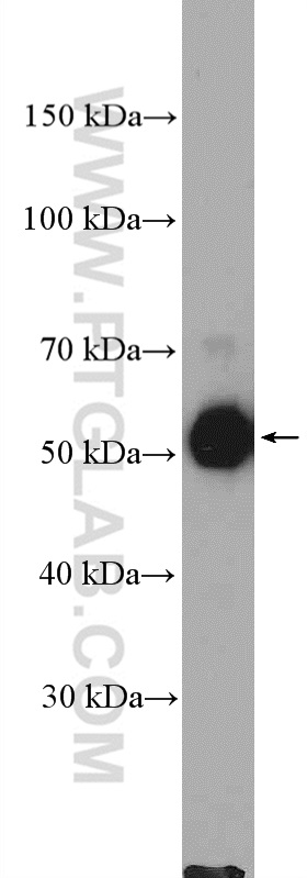 MCRS1 Polyclonal antibody