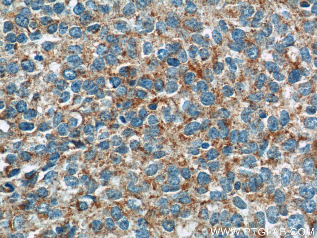 GKAP1 Polyclonal antibody